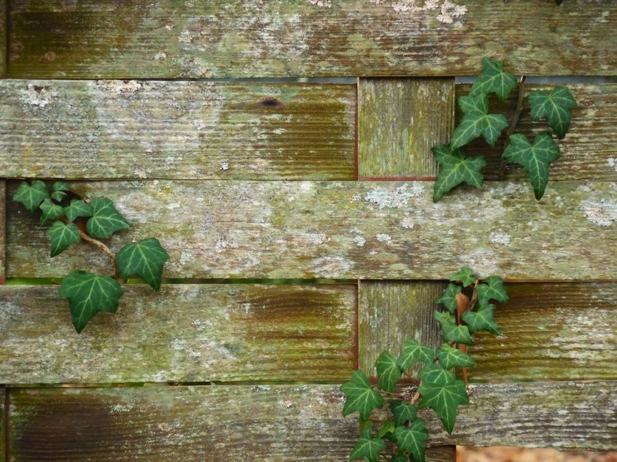 Damp and weathered external wall surface showing moisture staining